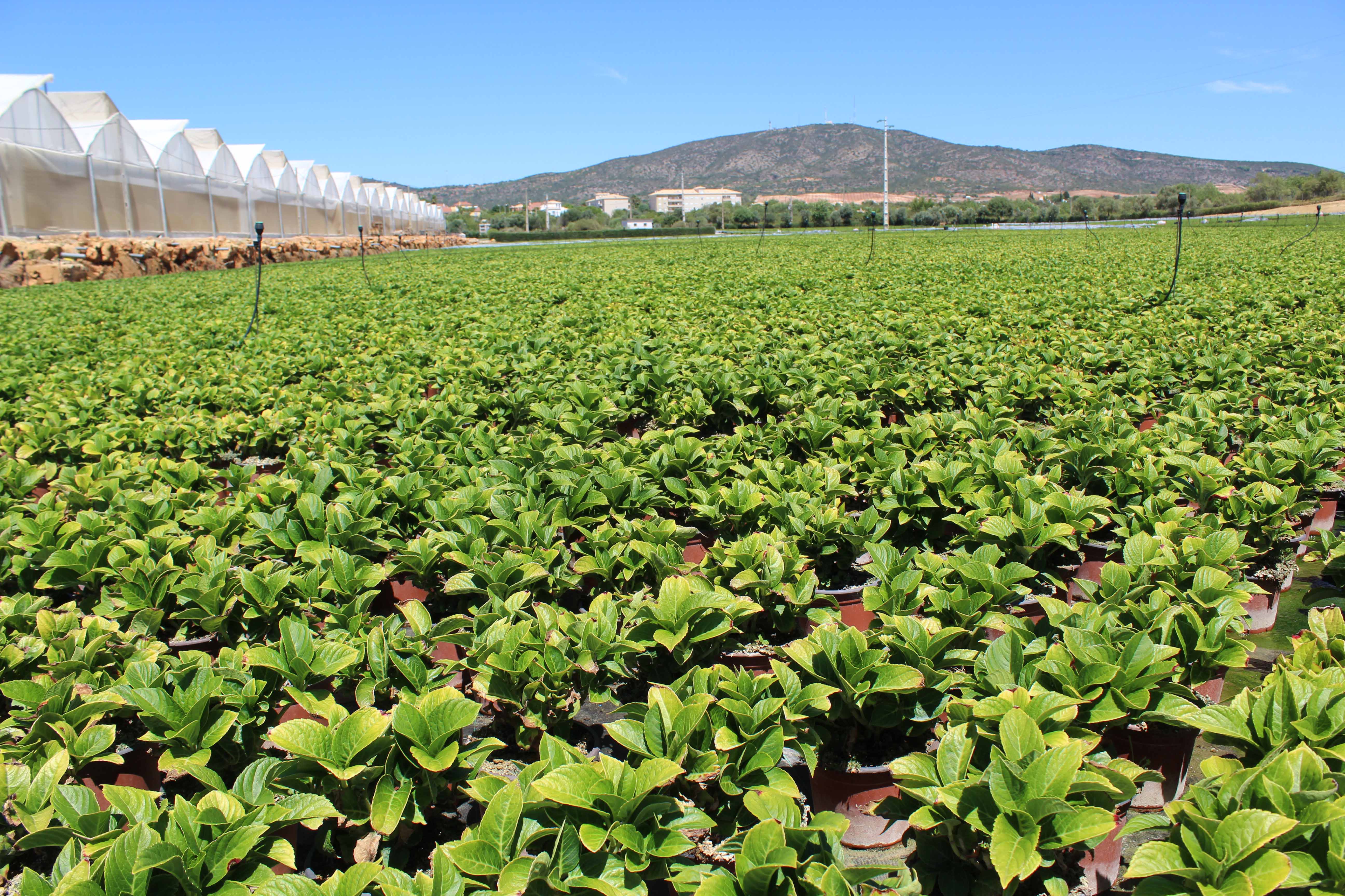 Schroll Flowers protege hortênsias do escaldão com HumigelPlus A, uma solução Tecniferti